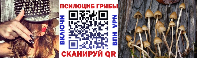 Псилоцибиновые грибы прущие грибы  Инта 